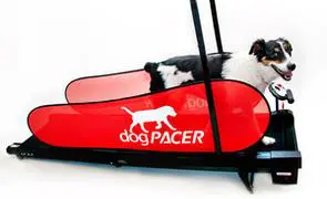 A dog is riding on the back of a red machine.