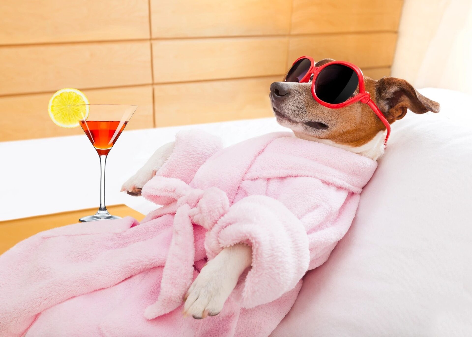 A dog in a robe and sunglasses laying on its back