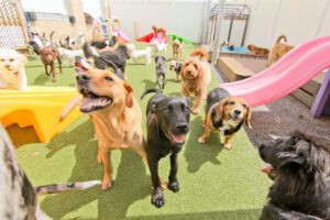 A group of dogs in an indoor play area.