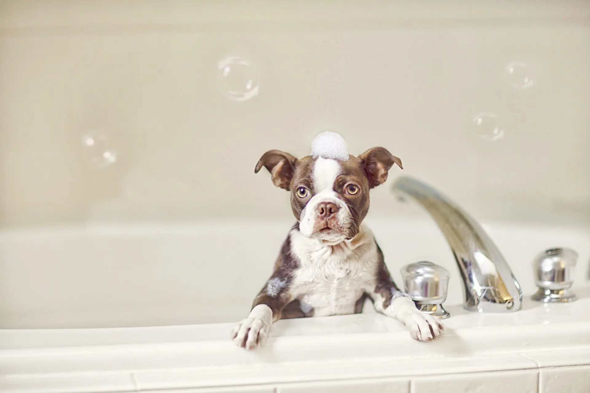 A dog sitting in the bathtub looking at the camera.