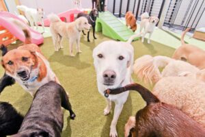A group of dogs standing around in an indoor play area.