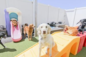 A group of dogs standing on top of a yellow deck.