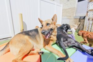 Two dogs laying on a colorful block in the sun.