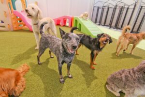A group of dogs and cats in an indoor play area.