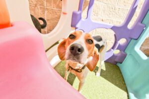 A dog looking up at the camera from inside a play set.