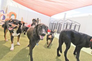 A group of dogs in an indoor pen.