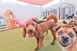 A group of dogs standing in an indoor play area.