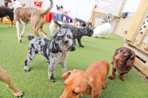 A group of dogs and cats in an indoor play area.