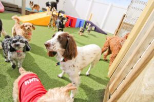 A group of dogs in an indoor play area.