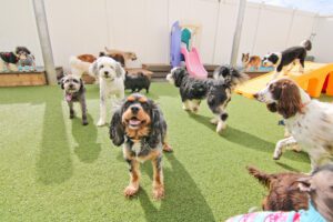 A group of dogs standing on top of a green carpet.