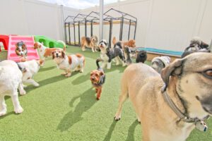 A group of dogs in an indoor dog park.