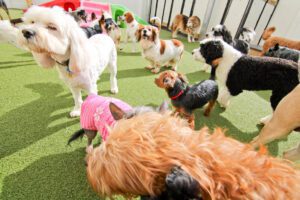 A group of dogs in a room with grass.