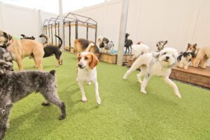 A group of dogs playing with each other in an indoor area.