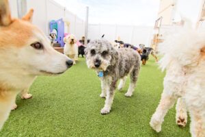 A group of dogs in an indoor area with artificial grass.