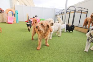 A group of dogs walking around in an indoor area.