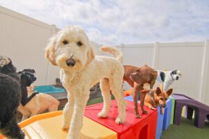 A group of dogs standing on top of colorful blocks.