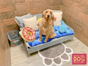 A dog sitting on top of a bed in a room.