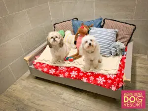 Two dogs sitting on a bed with pillows and blankets.