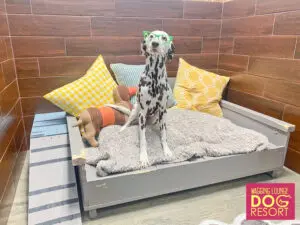 A dalmatian dog sitting on top of a bed.