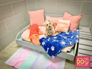 A dog sitting on top of a bed with pillows.