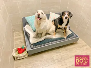 Two dogs sitting on a dog bed in the bathroom.