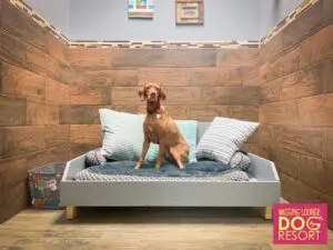 A dog sitting on top of a bed in a room.