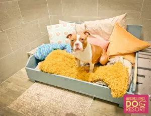 A dog sitting in its bed on the floor