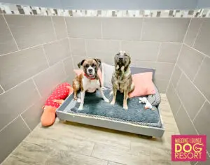 Two dogs sitting on a dog bed in a room.