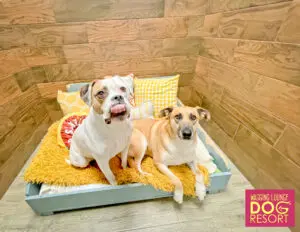 Two dogs sitting on a bed with pillows.