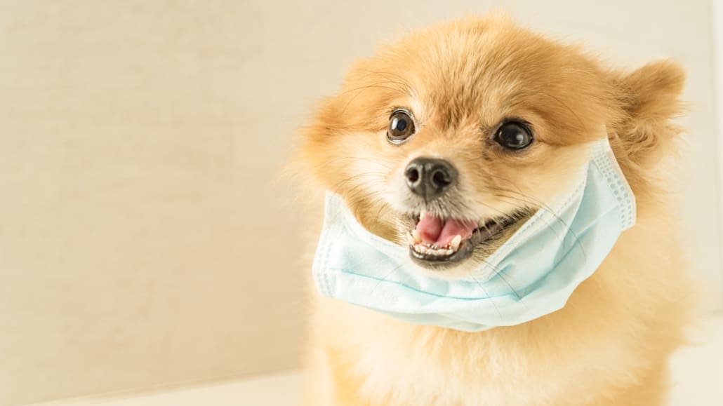 A small dog with a collar around its neck.