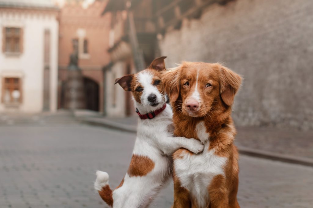 Two dogs are hugging each other on the street.