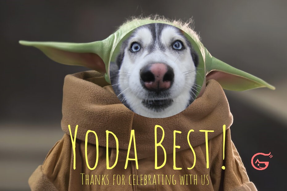 A dog wearing a yoda hat and text " yoda best !"