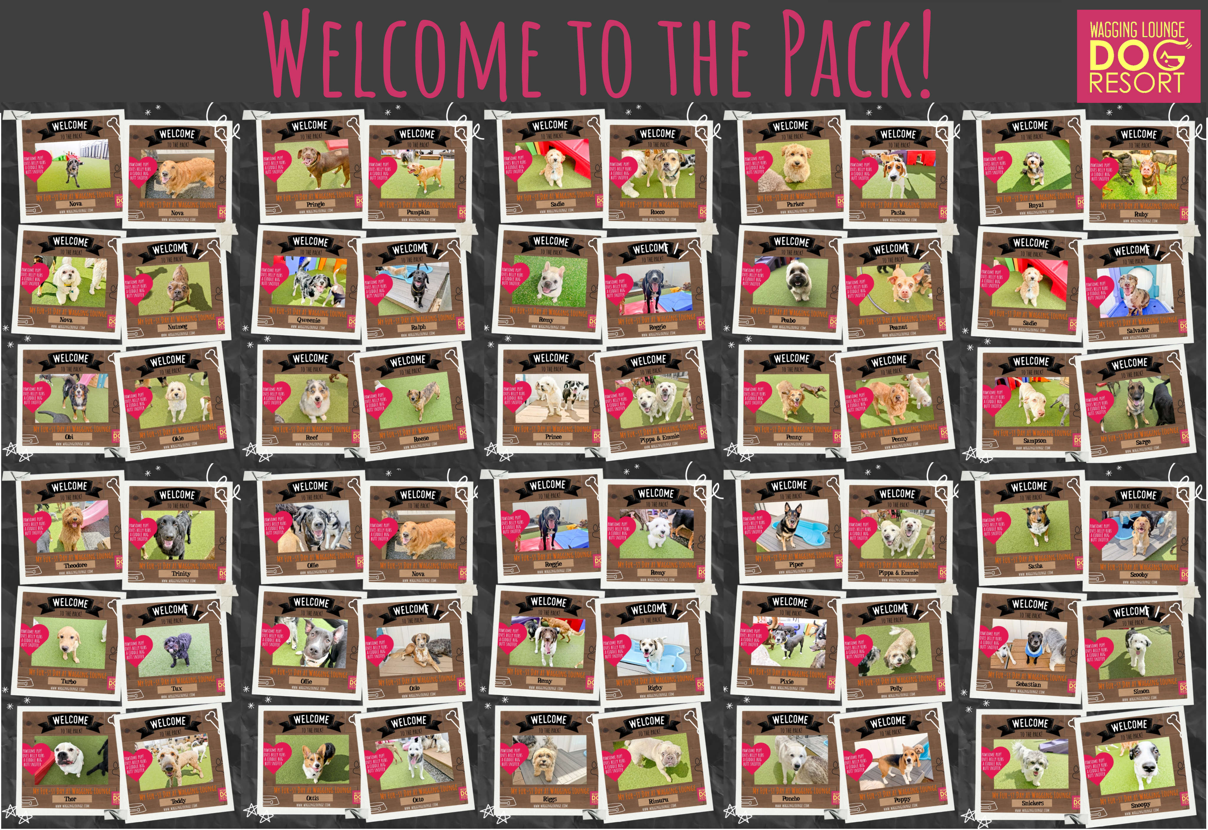 A wall of pictures with the words " welcome to the pack !" written on them.