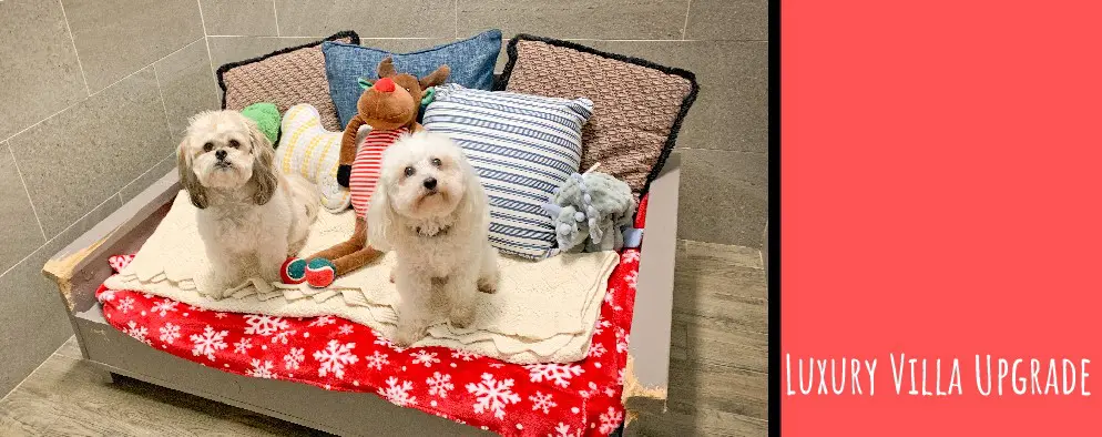 A white dog sitting on top of a bed.