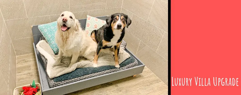 A dog sitting on top of his bed next to another dog.