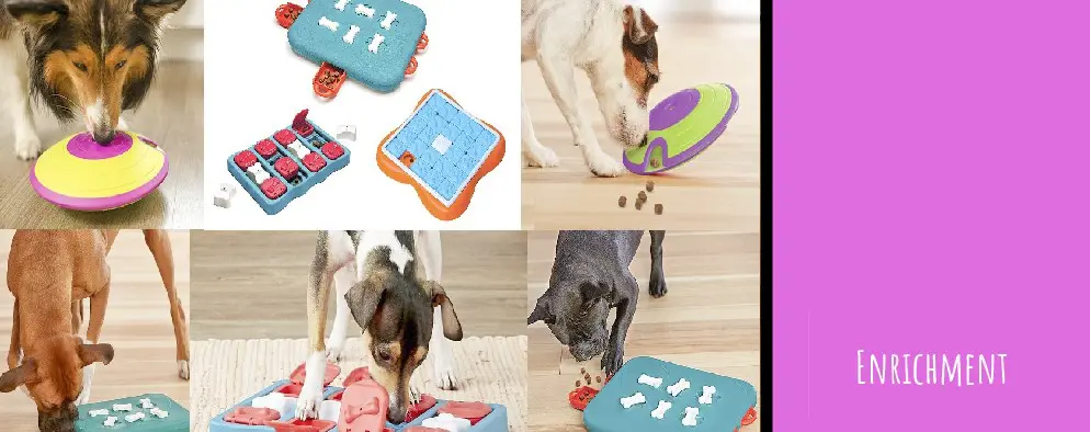 A collage of different dog toys with dogs playing