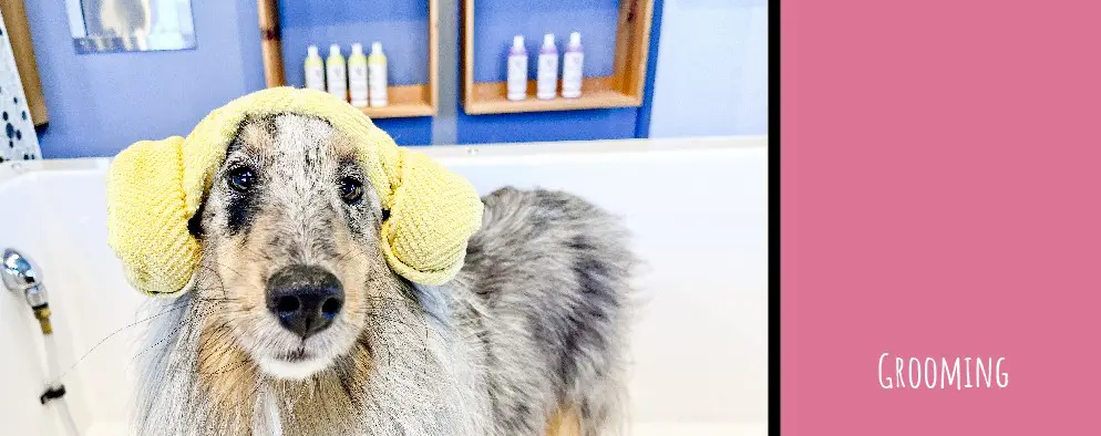 A dog with a yellow hat in the bath tub.