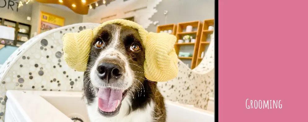 A dog with a yellow towel on its head.