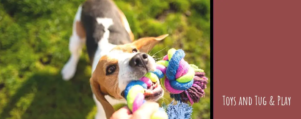 A dog is holding onto a toy in its mouth.