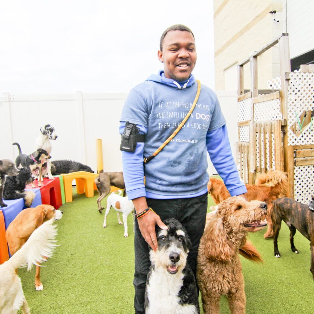 A man standing in front of many dogs.
